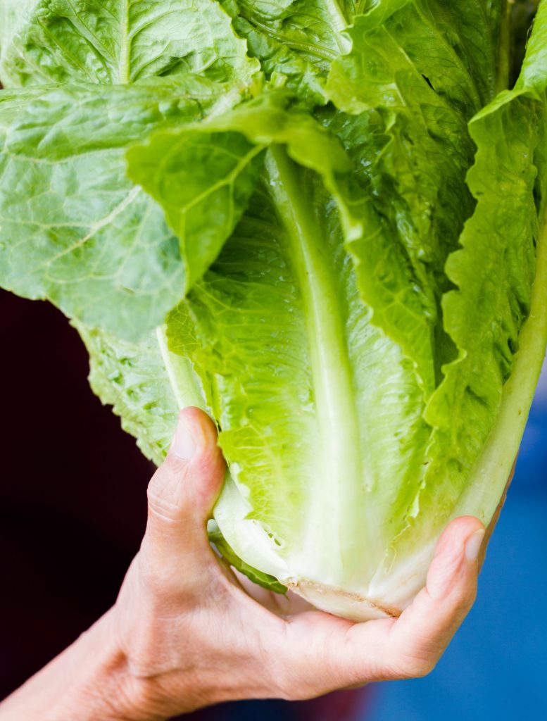 romaine-lettuce